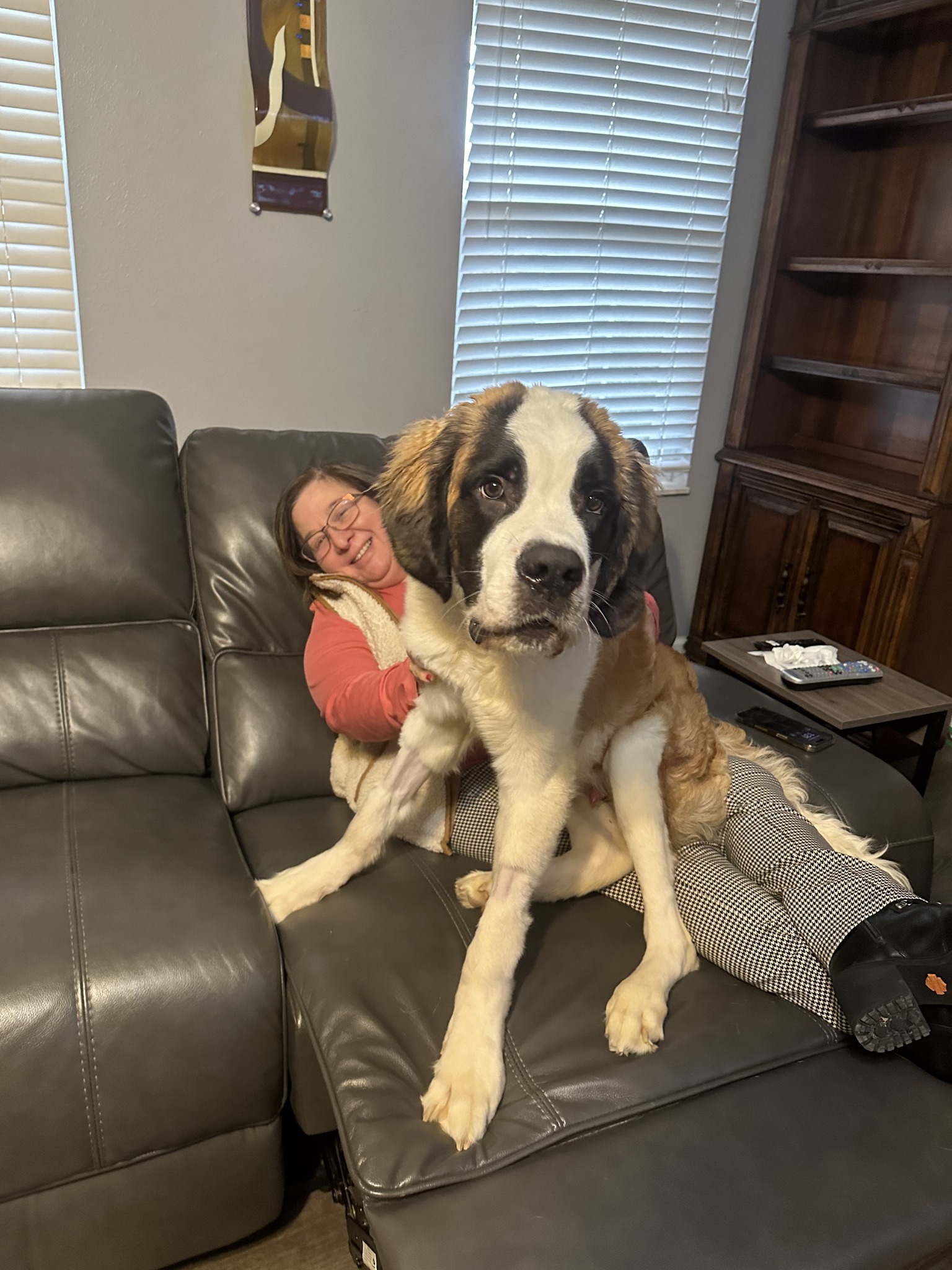 st bernard dog sitting in woman's lap on a couch