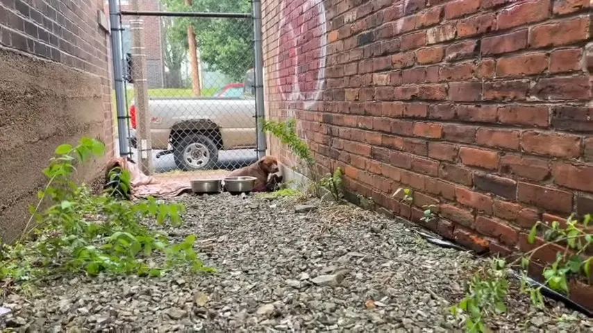stray dog in an alley