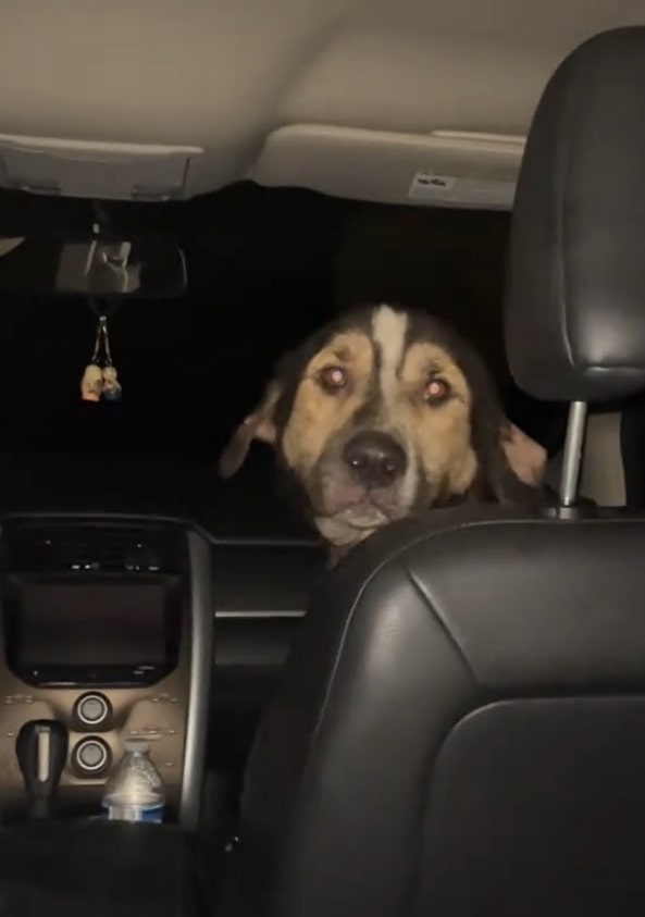 stray dog in the car