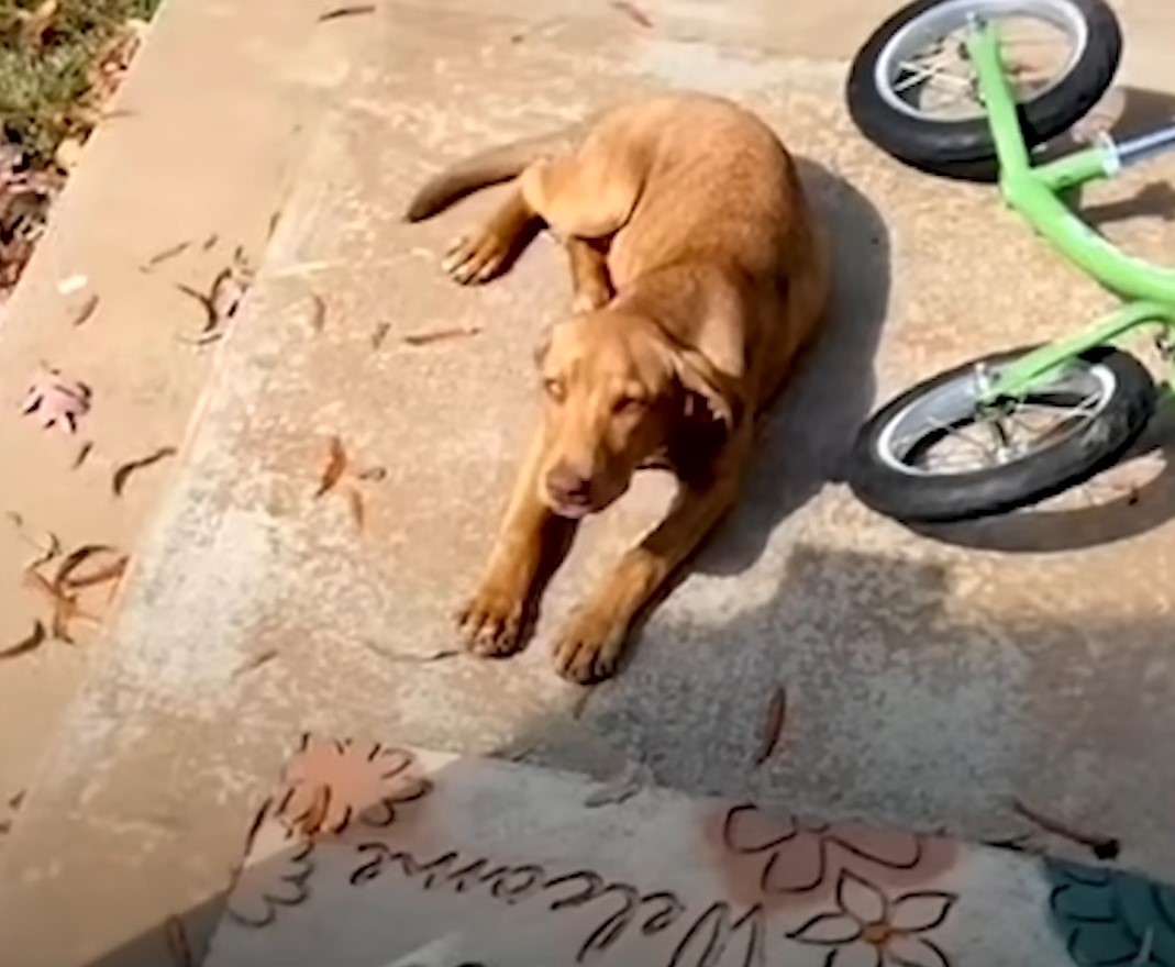 stray dog on the floor with bike