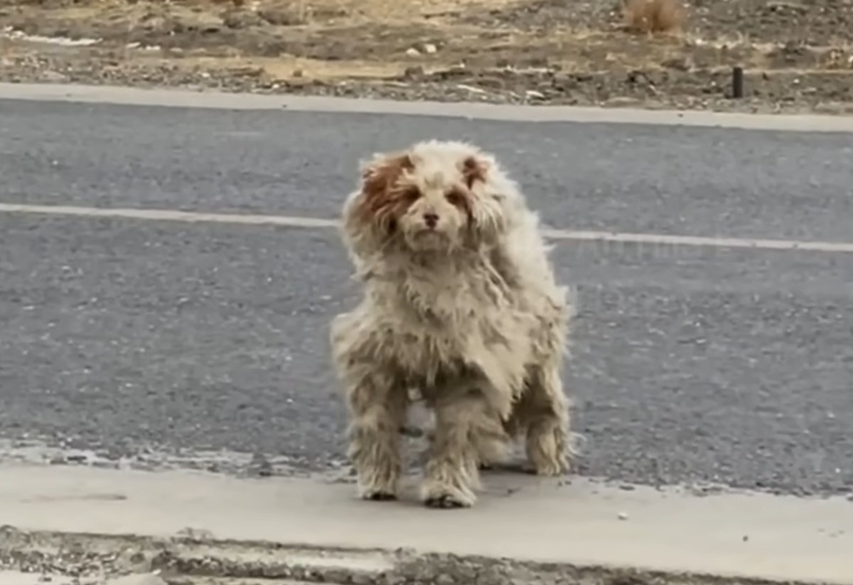 stray dog on the road