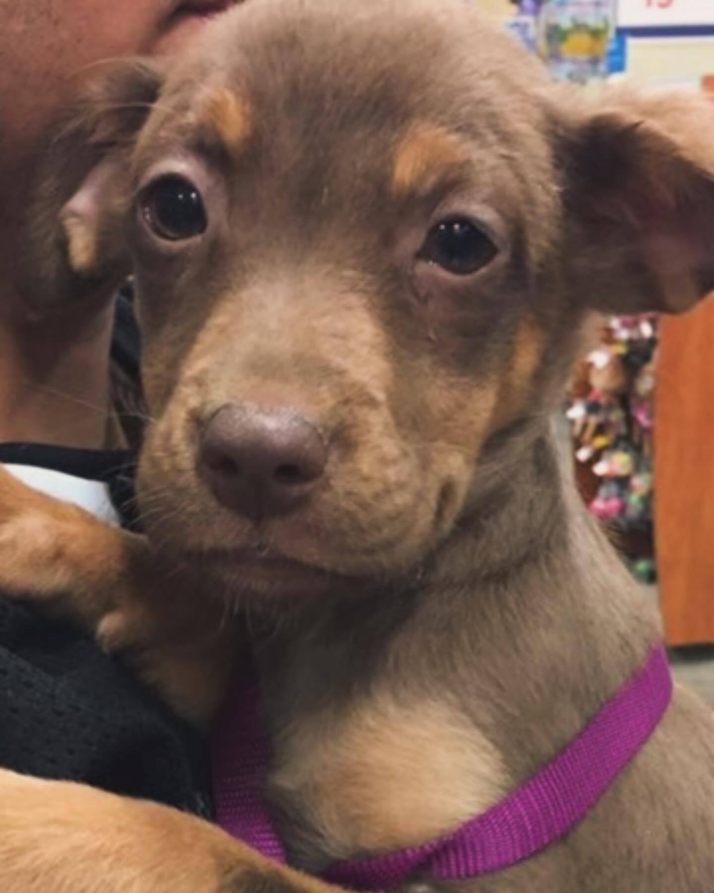 sweet puppy finds home