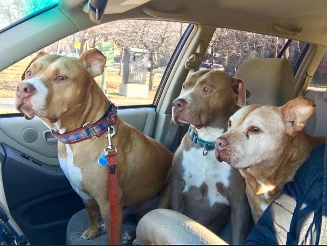 three dogs in a car