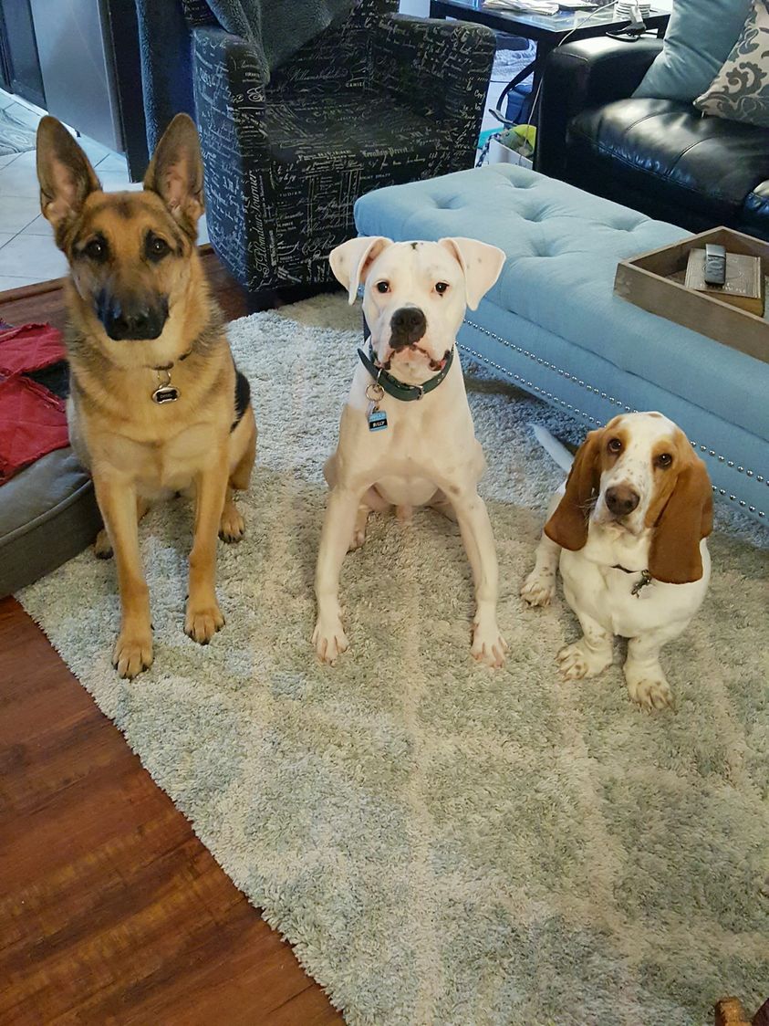 three dogs in the livingroom