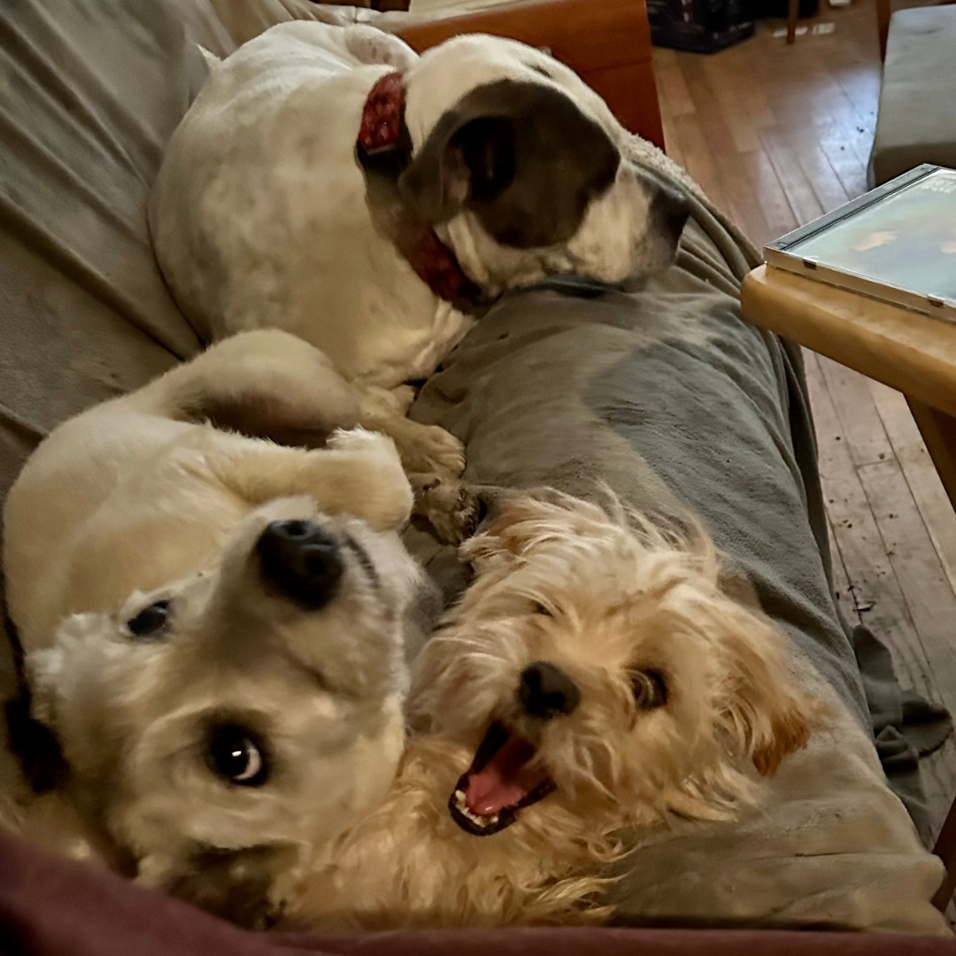 three dogs lying on couch