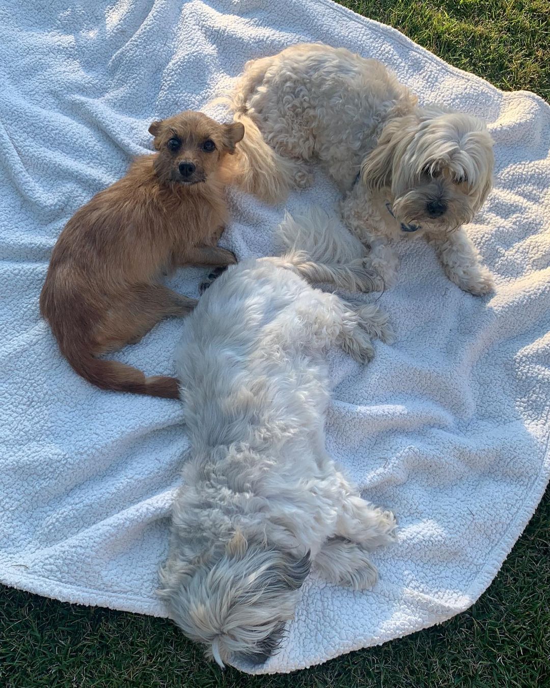 three dogs lying on white blanket