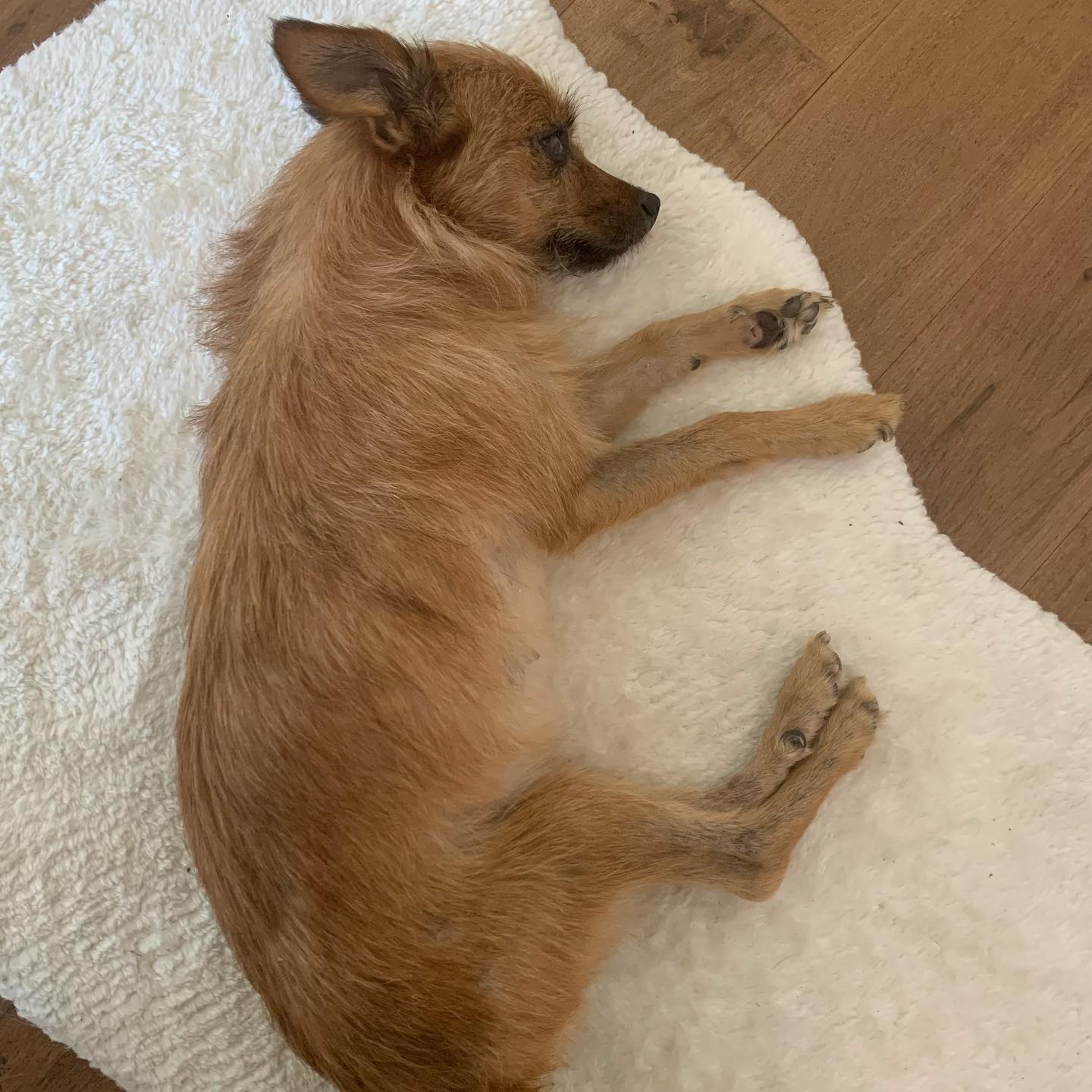 tiny dog lying on white carpet