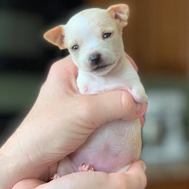 tiny miracle puppy held in hand
