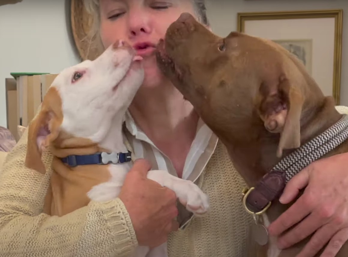 two dogs giving woman kisses
