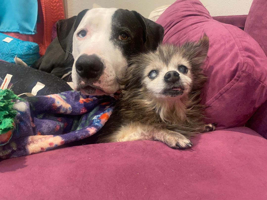 two dogs lying on a sofa