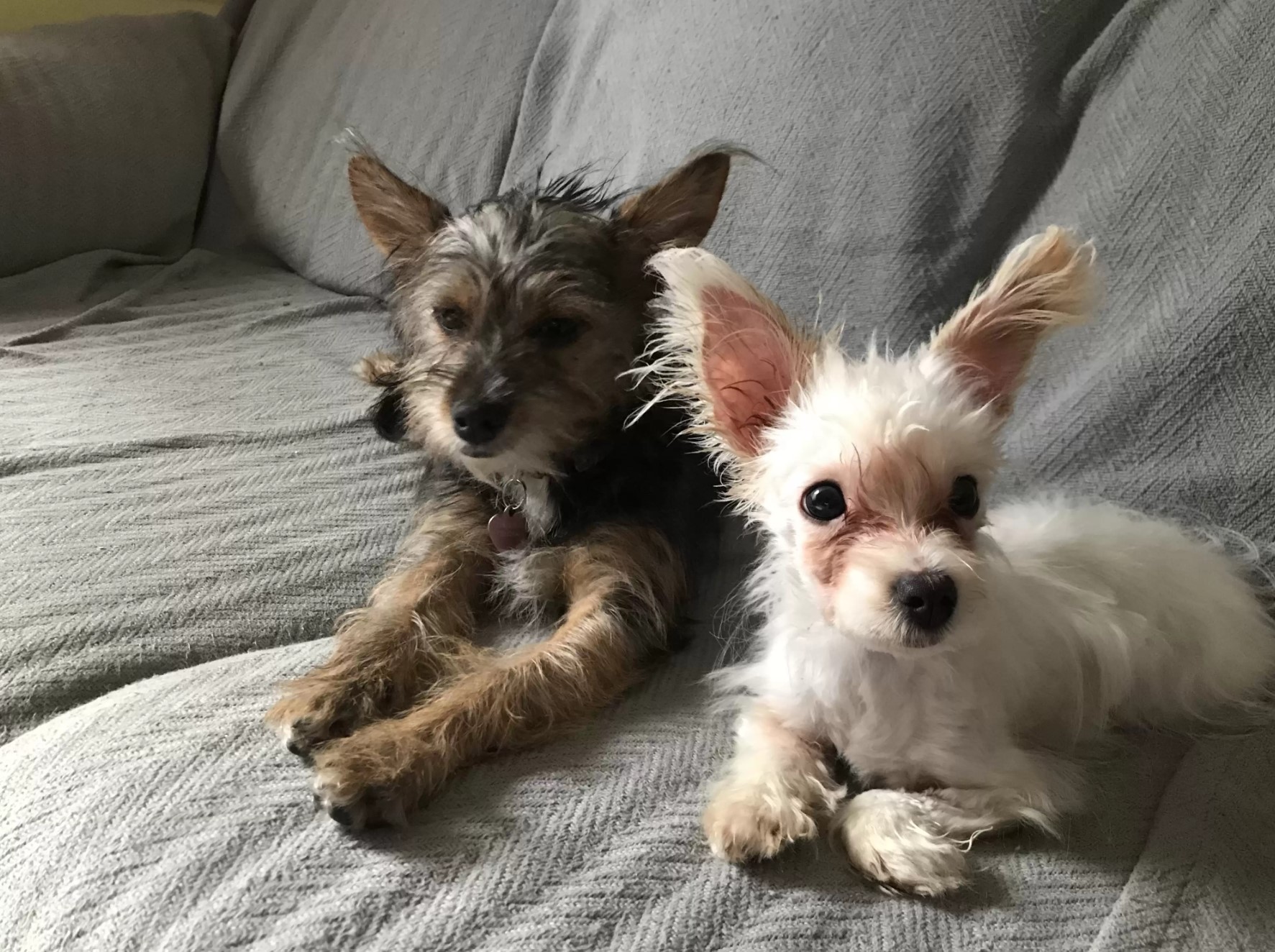 two dogs lying on couch