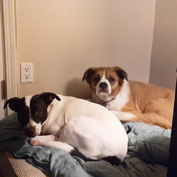 two dogs on bed