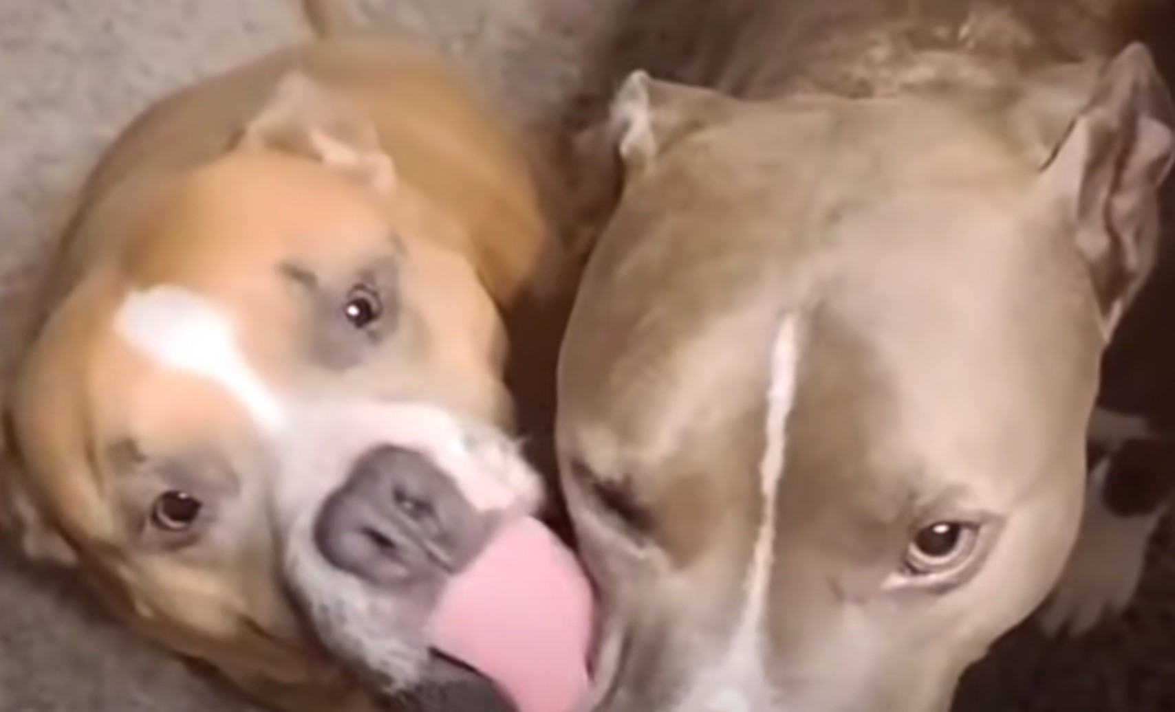 two dogs, one with tongue out