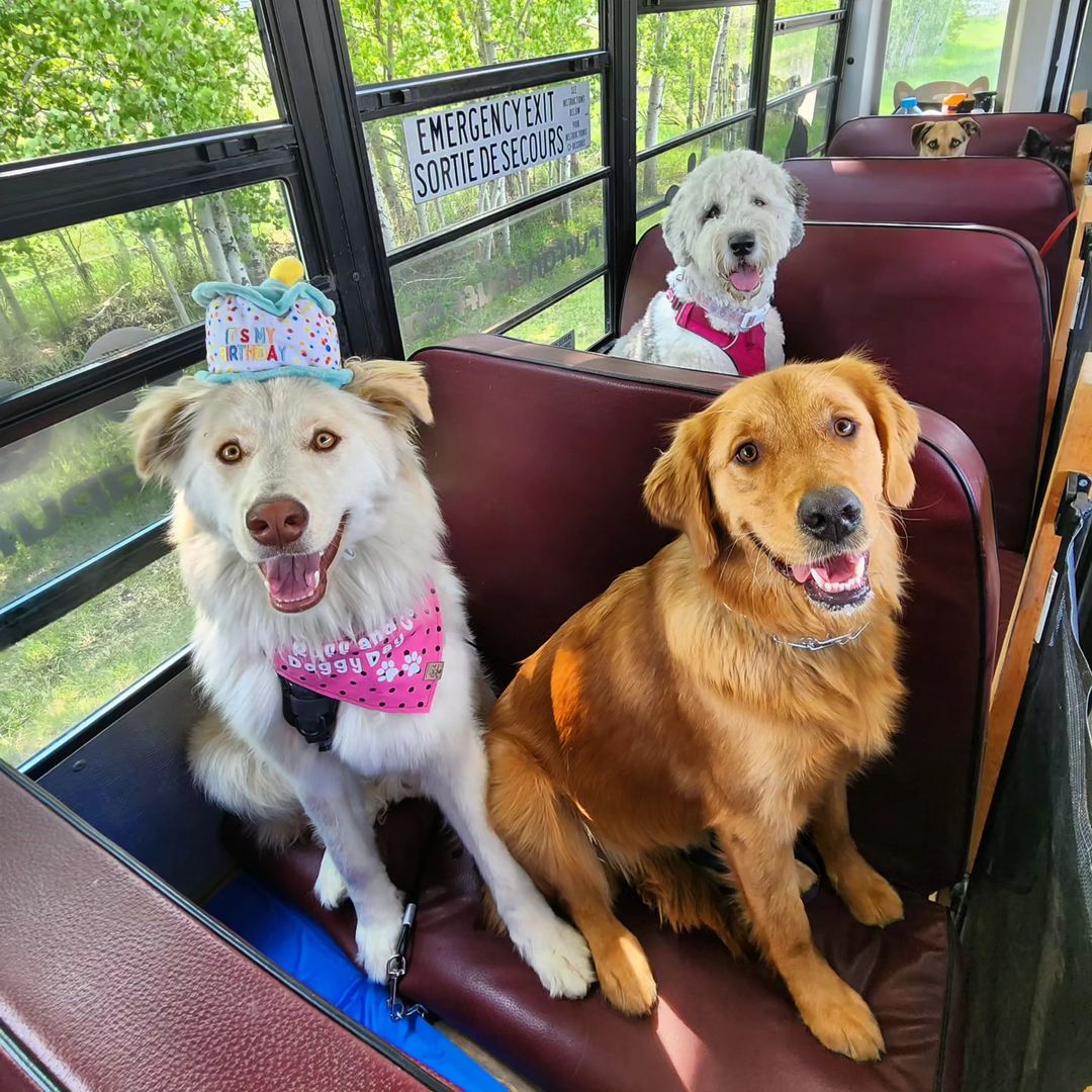 two dogs sitting together in bus