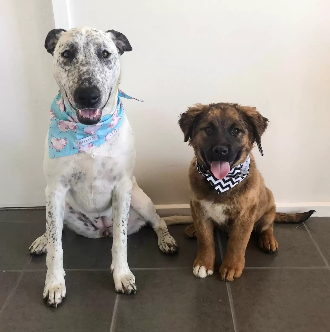 two dogs wearing bandanas sitting together