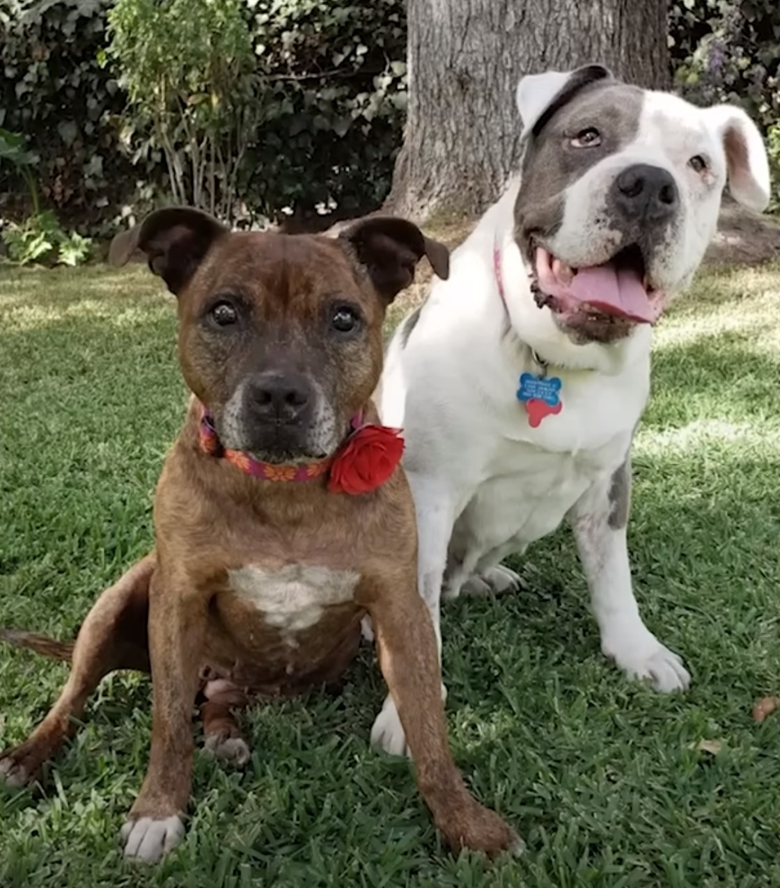 two pitbulls sitting on grass