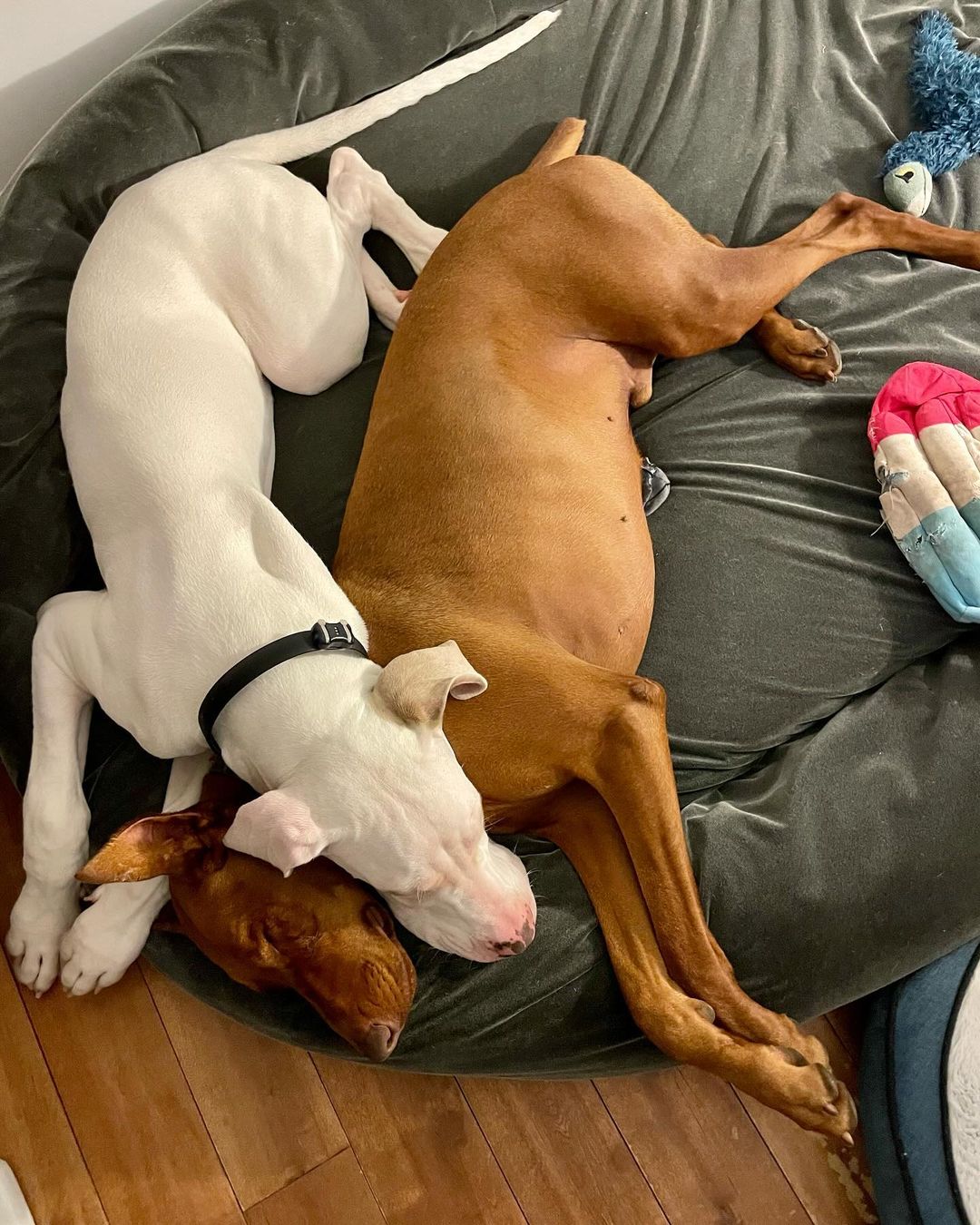 white deaf dog and brown dog