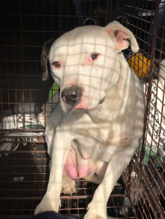 white dog in a cage