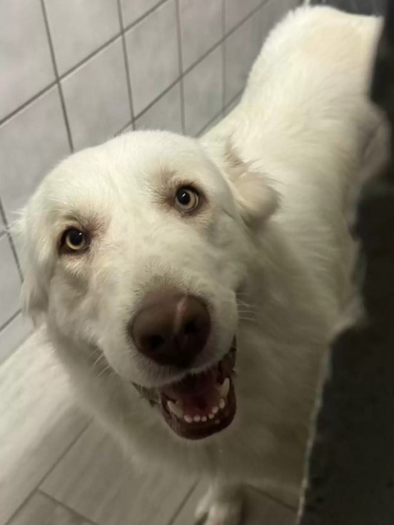 white dog in bathroom