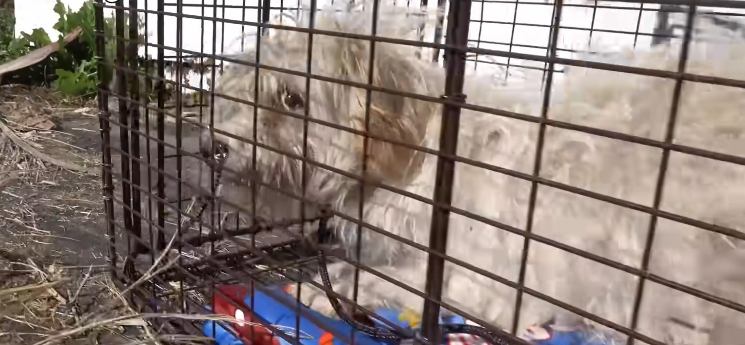 white dog in cage