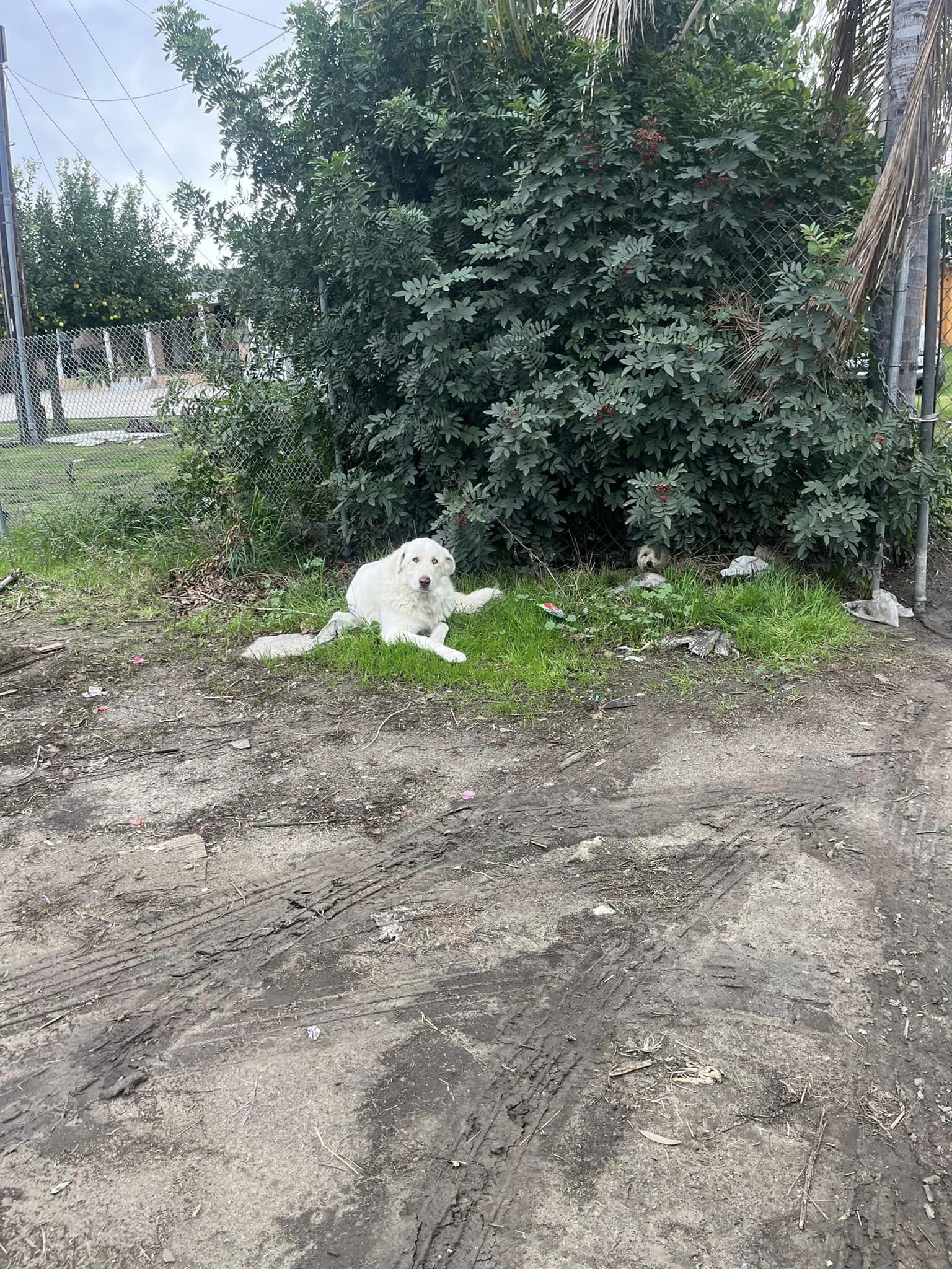 white dog laying outdoor