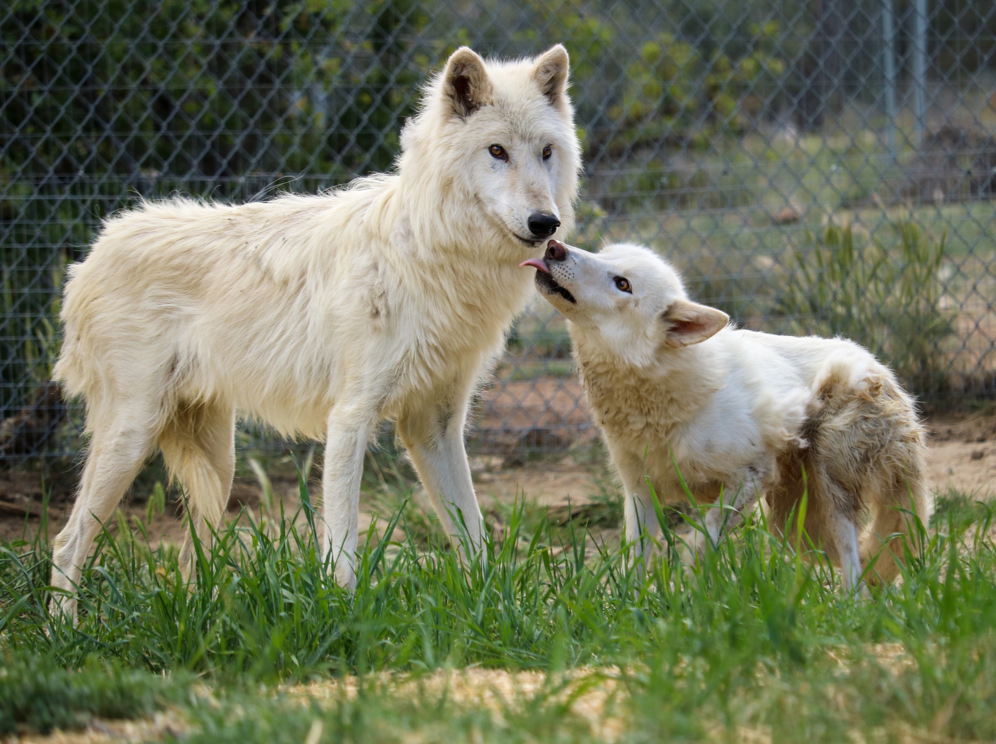 white dog licking other white dog