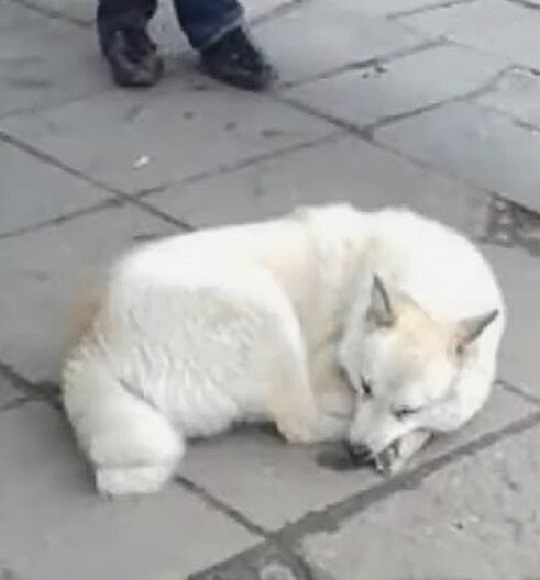 white dog sleeping on ground