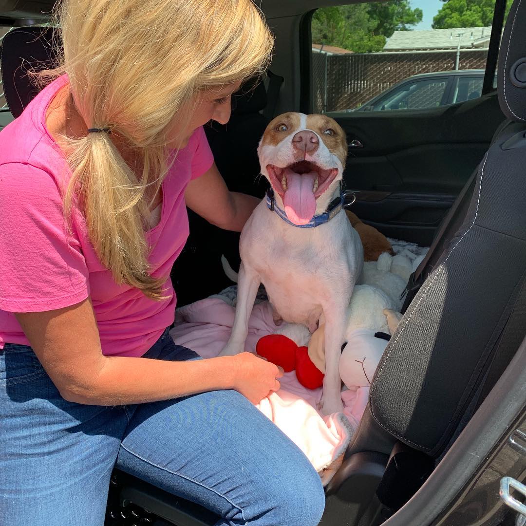 woman and pitbull in a car