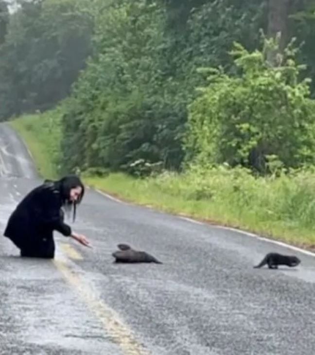 woman and three furry clumps on the road