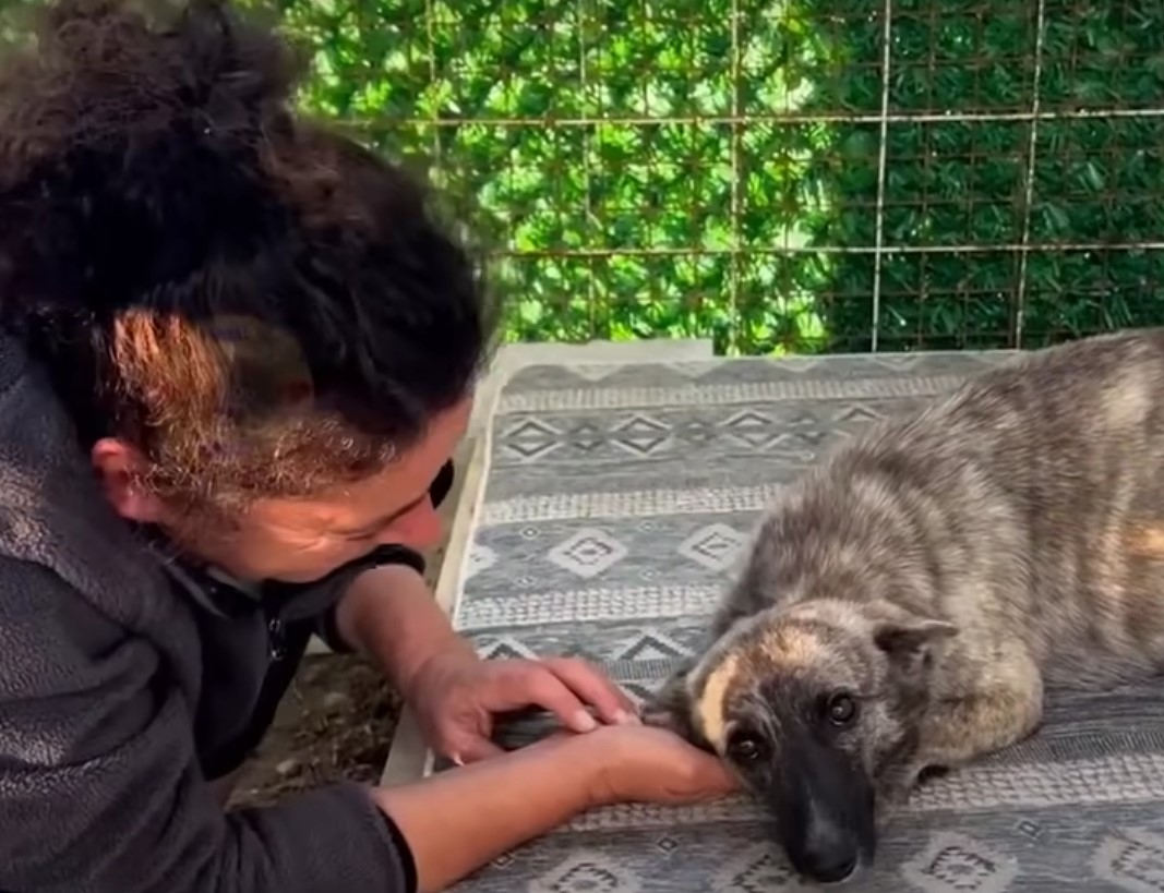 woman helping pregnant dog