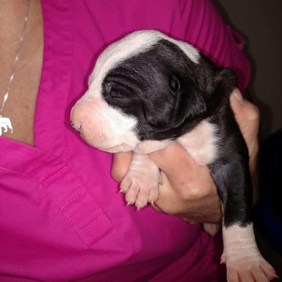 woman holding tiny puppy