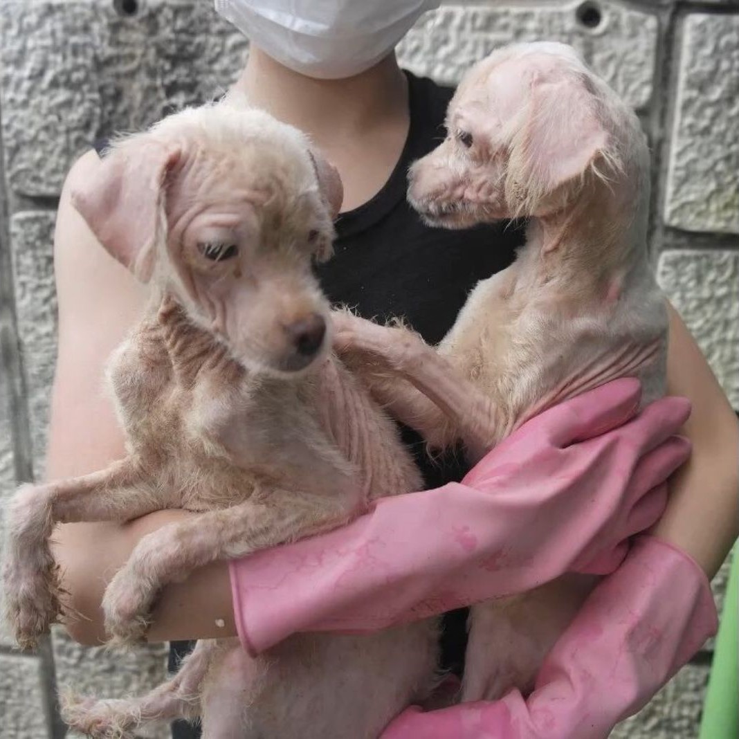 woman holding two puppies