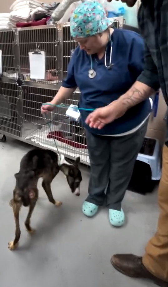 woman, man and skinny dog