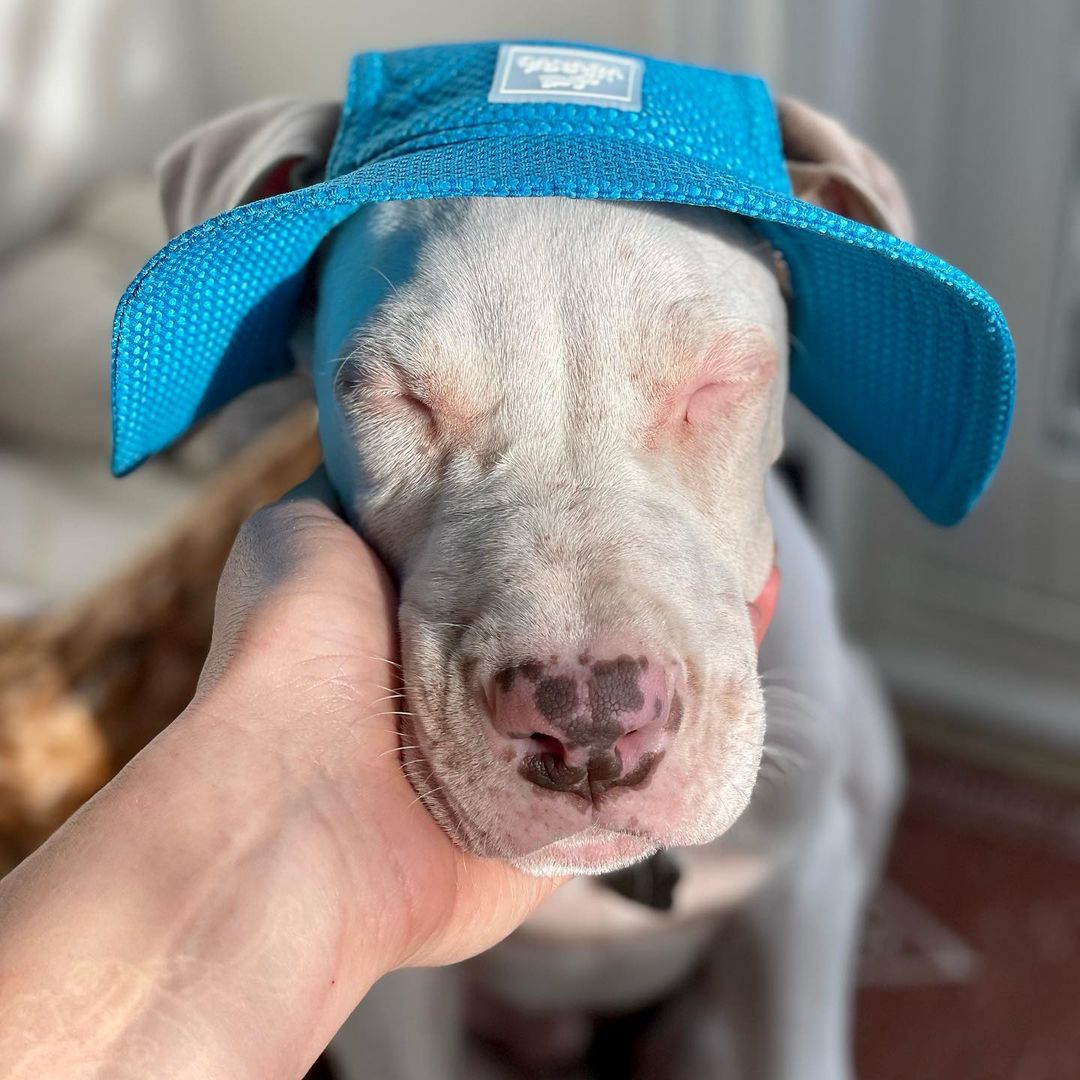 woman petting deaf dog wearing a blue hat