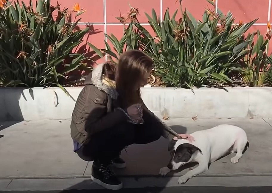 woman petting dog on street