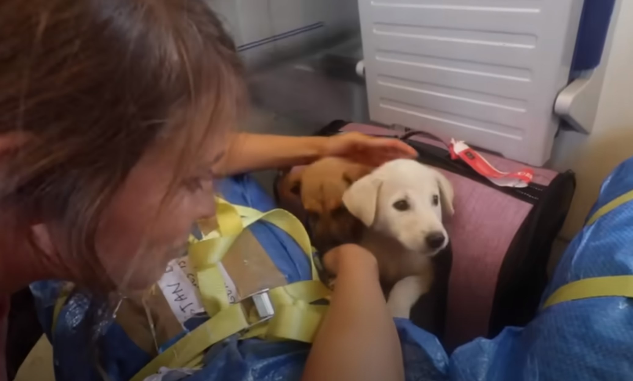 woman petting two puppies