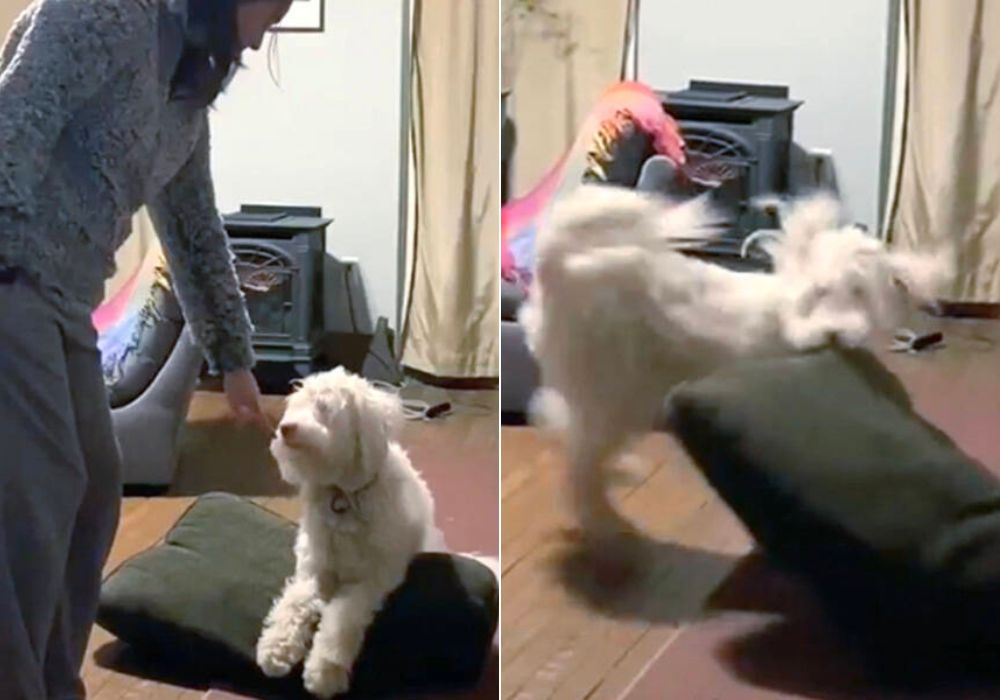 woman playing with white dog in the house
