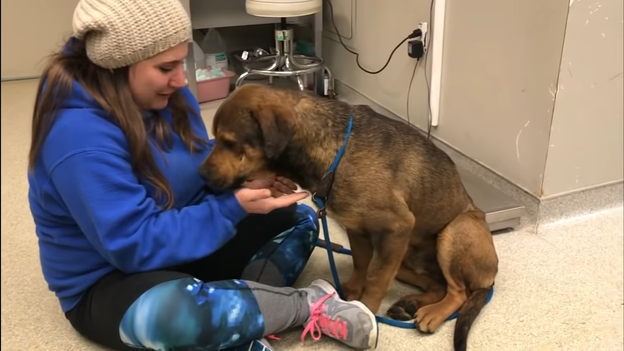 woman taking care of dog