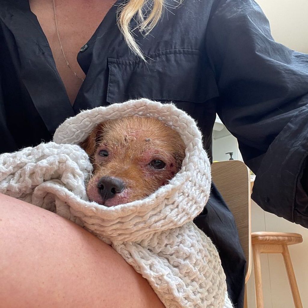 wounded puppy wrapped in the blanket