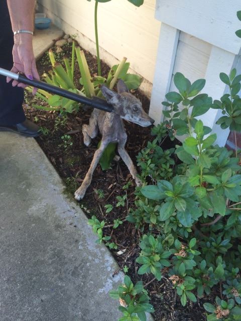 young coyote caught in front of the house