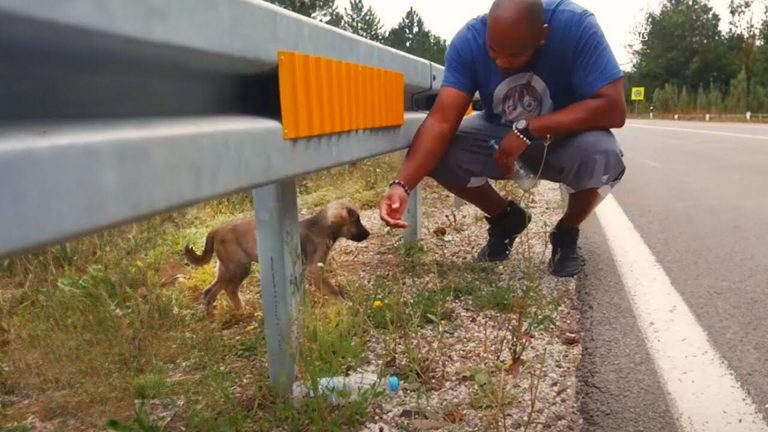man helping dog on the roadside
