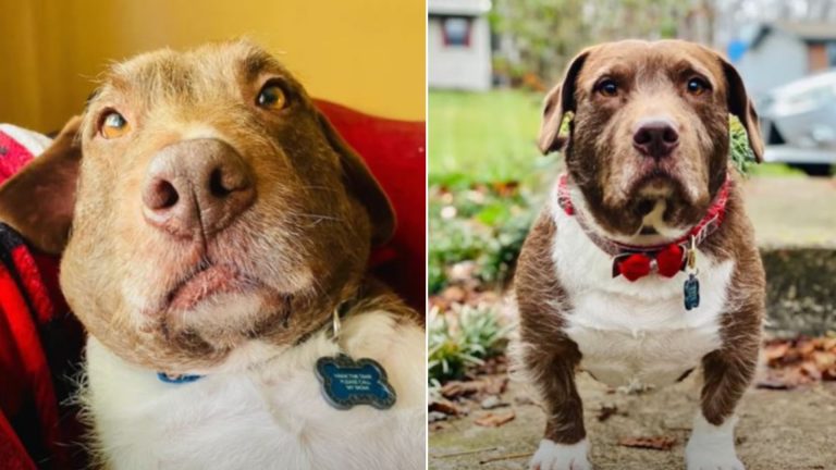 photo of shelter dog