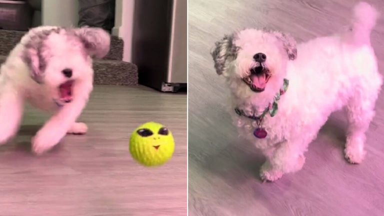 photo of dog with no eyes
