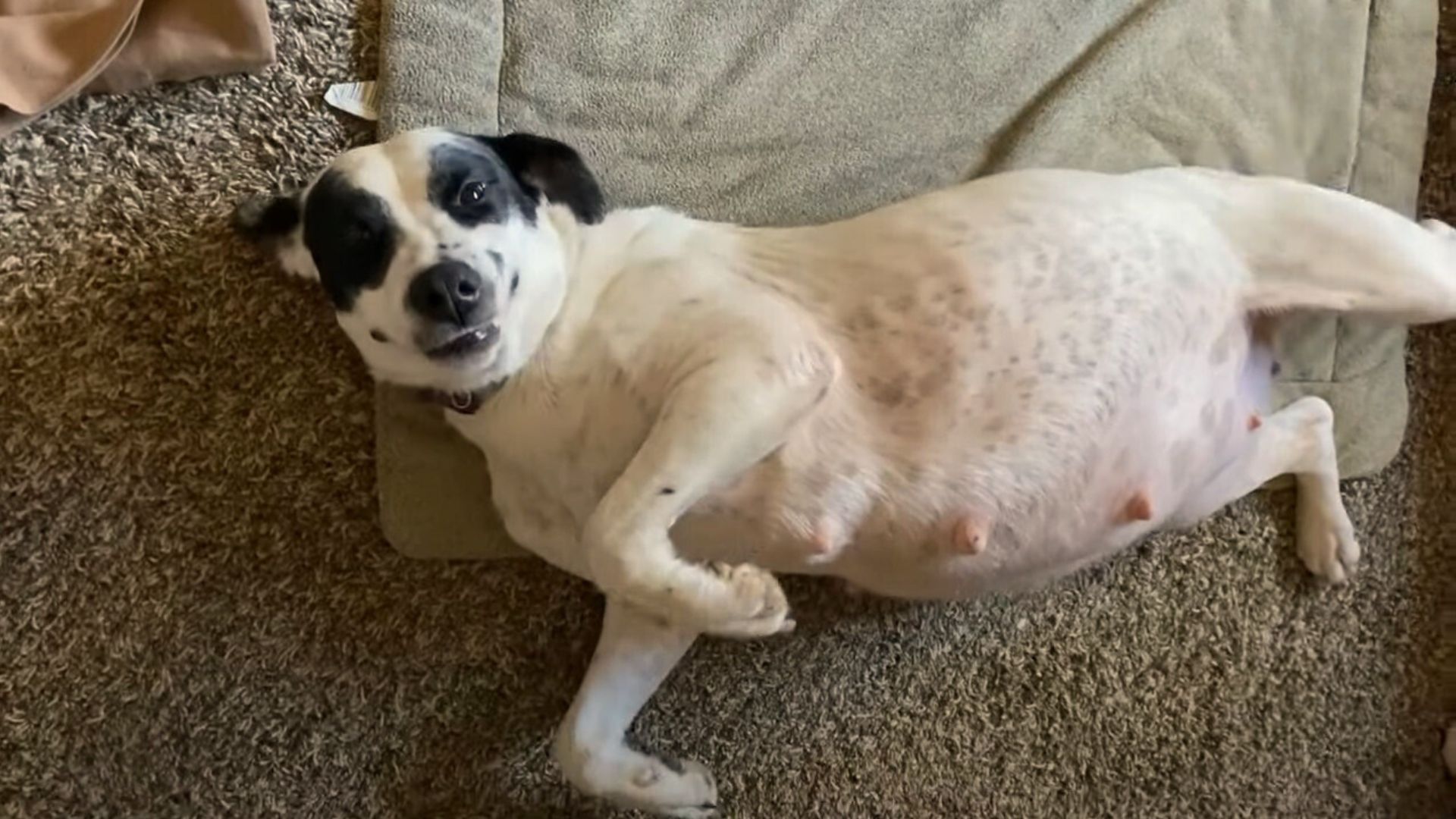 scared pregnant dog