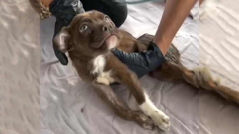 fisherman with black gloves holding a dog