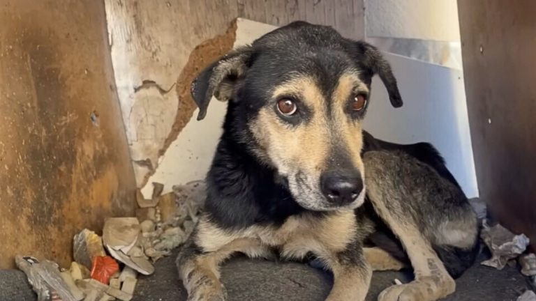 abandoned dog