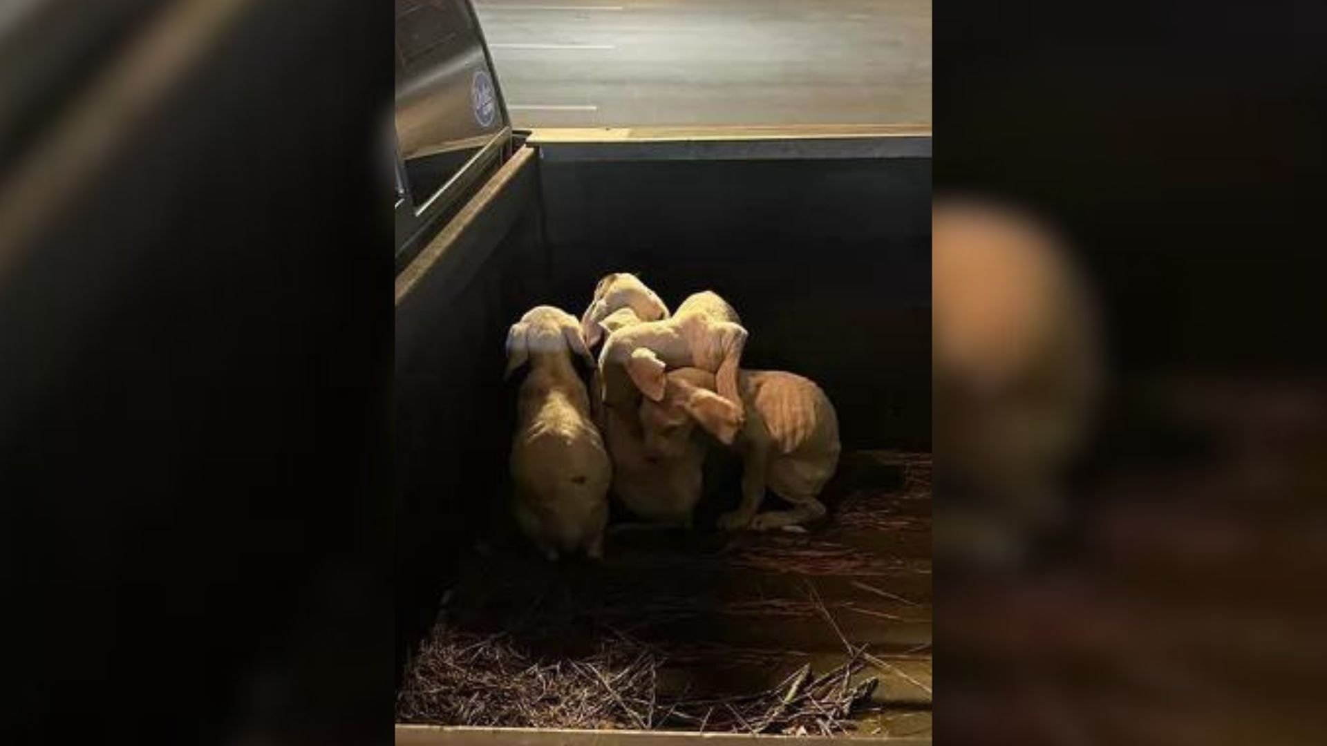 good human rushes to help puppies
