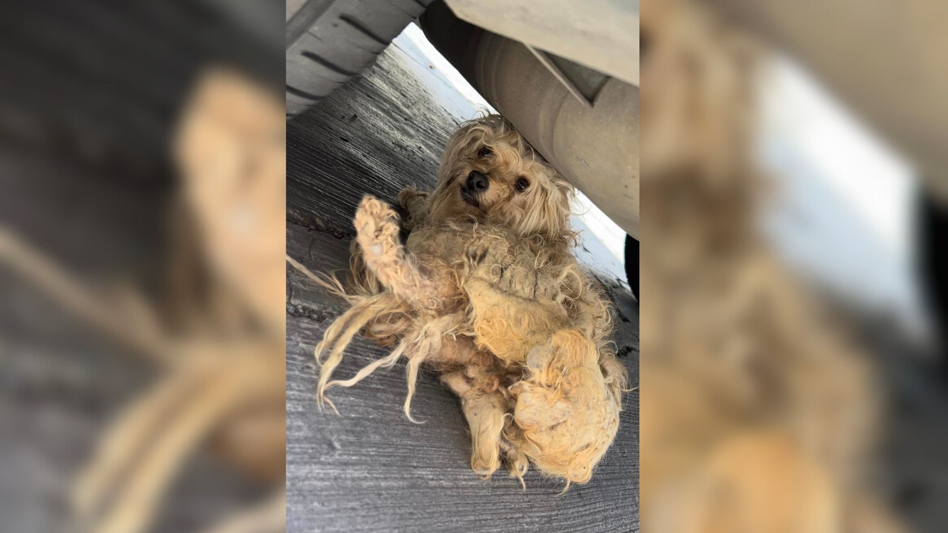 injured and severely matted dog