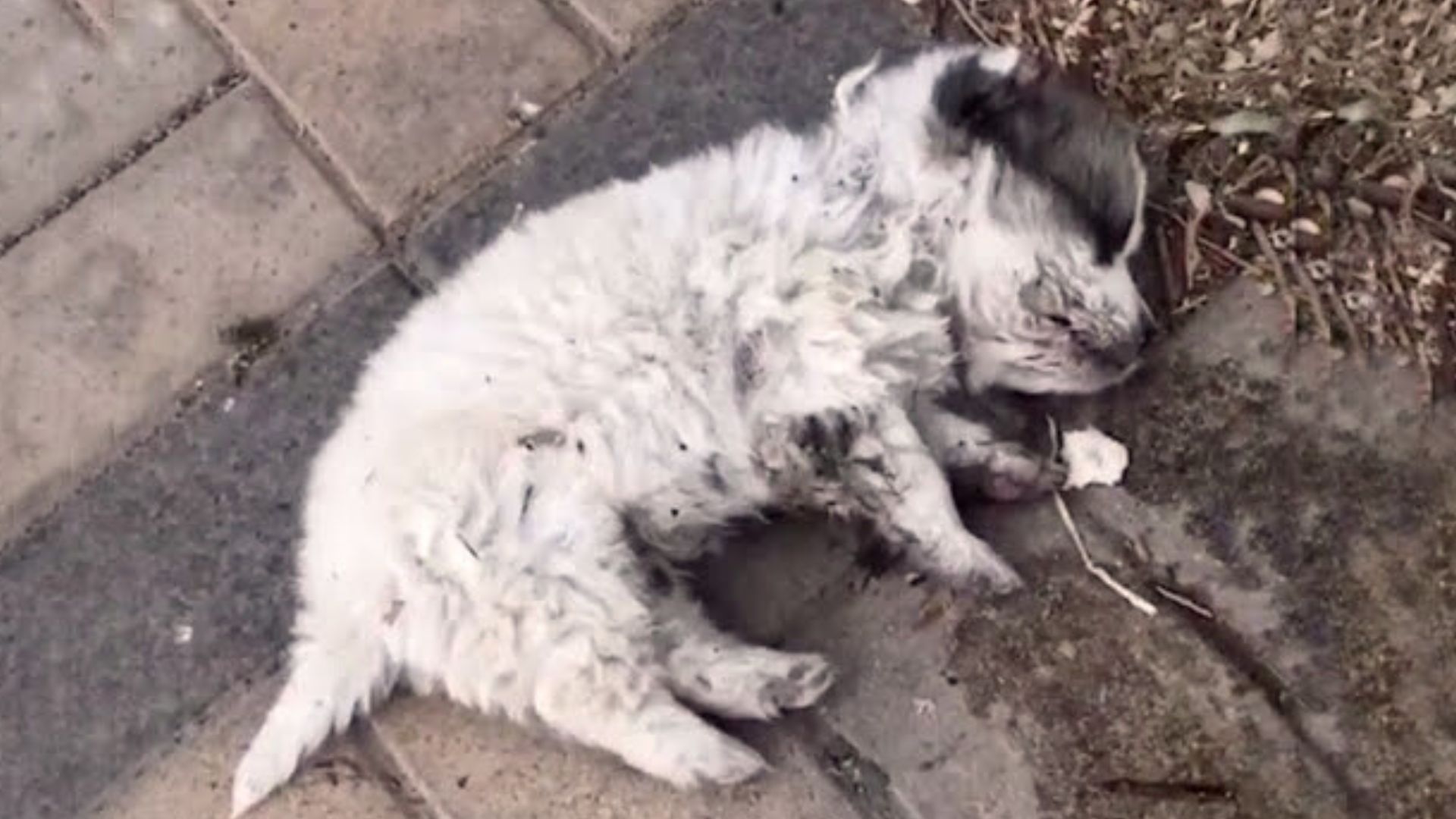 Girl Shocked To Discover A Starving, Motionless Puppy Lying On The Side Of The Road