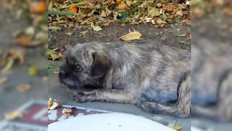 sad pup in the street
